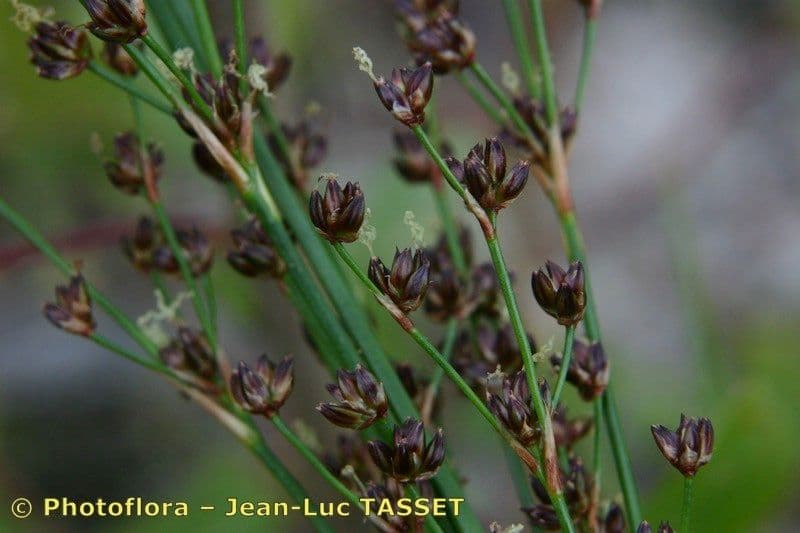 Juncus anceps 7