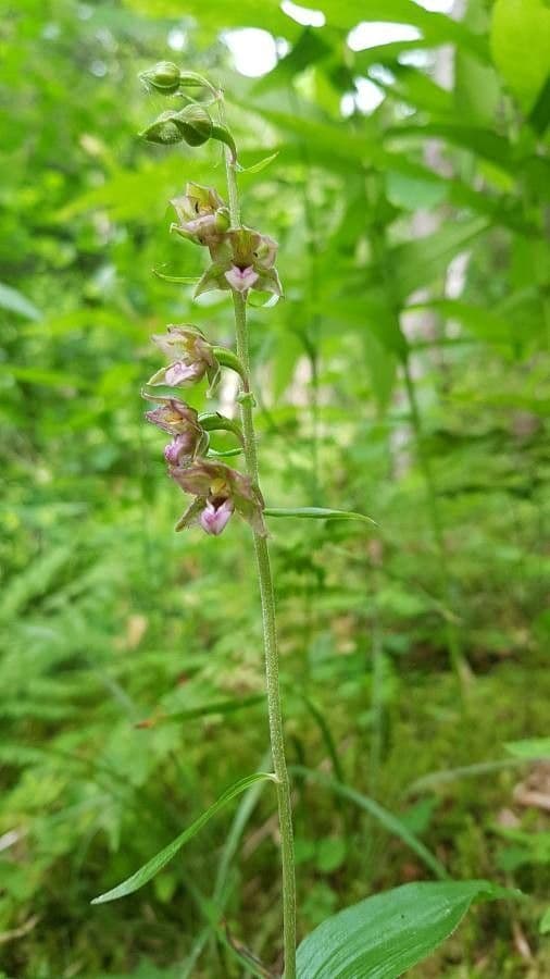 Epipactis leptochila 6