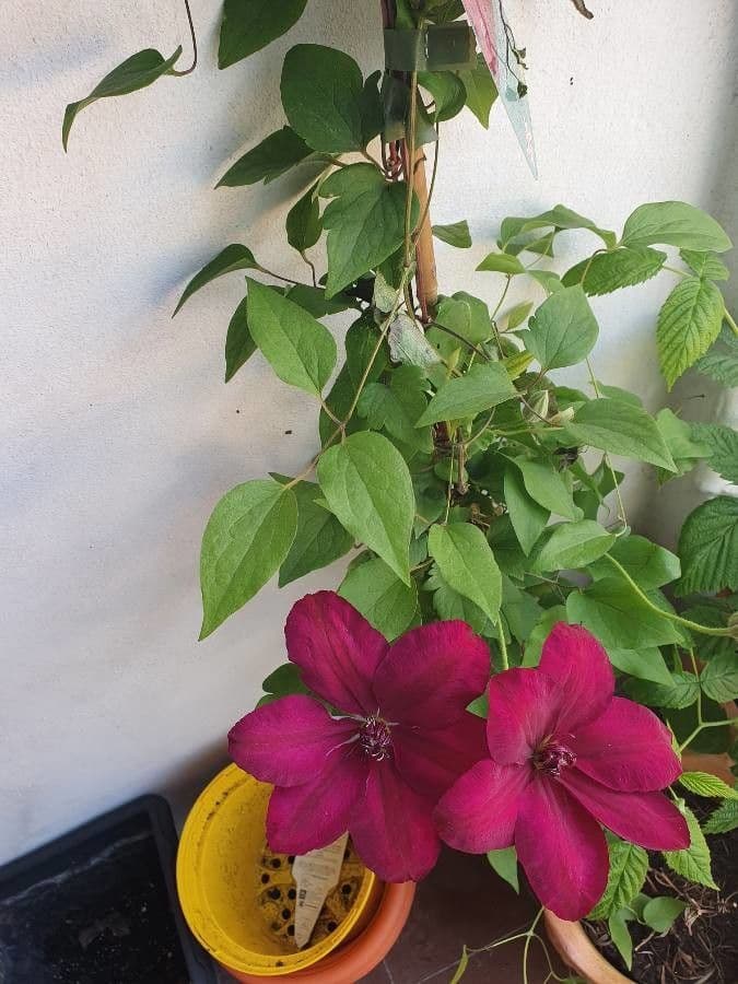 Clematis 7