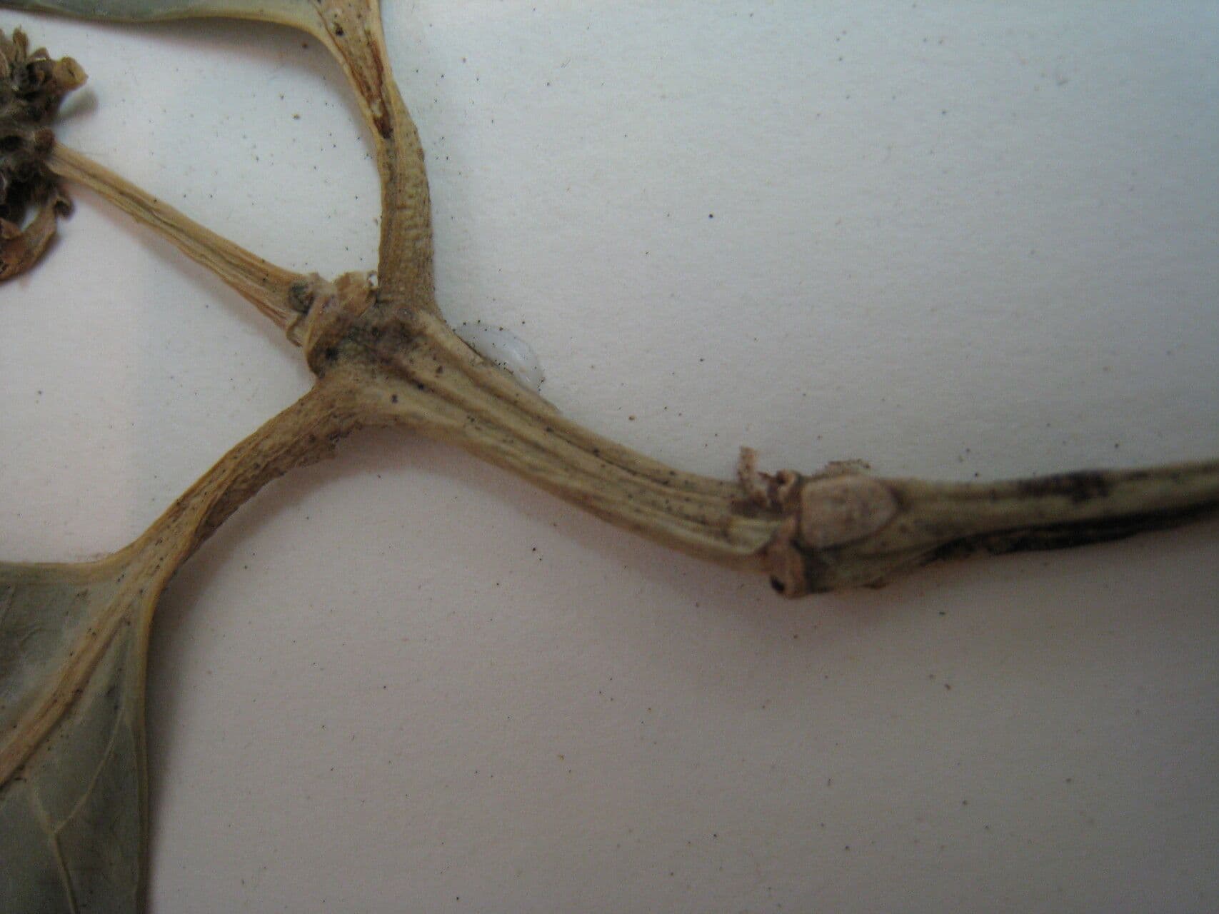 Coussarea albicante 4