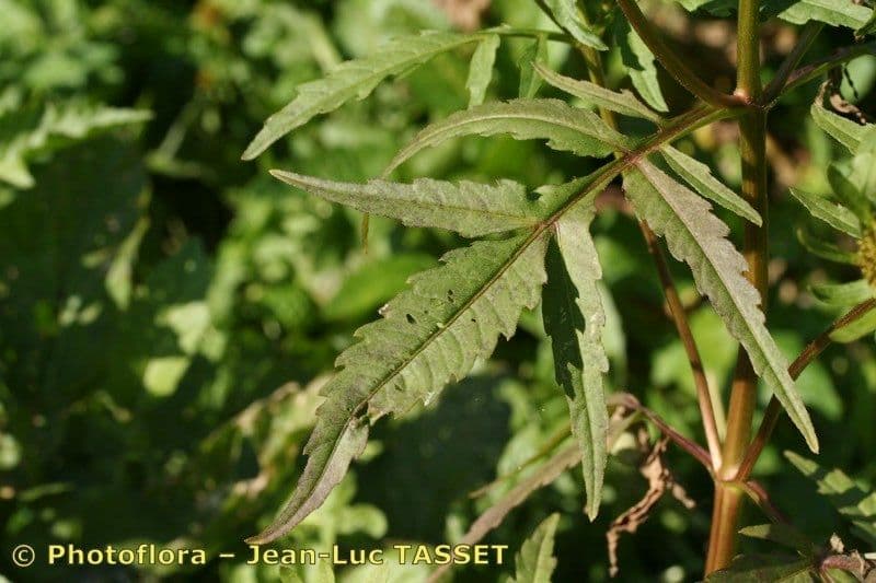 Bidens radiata 18