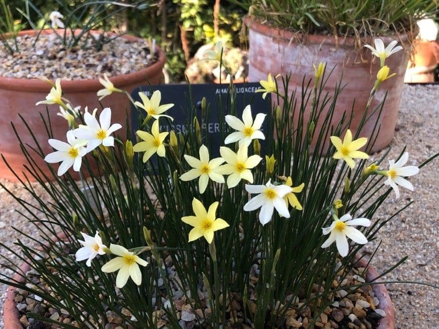 Narciso