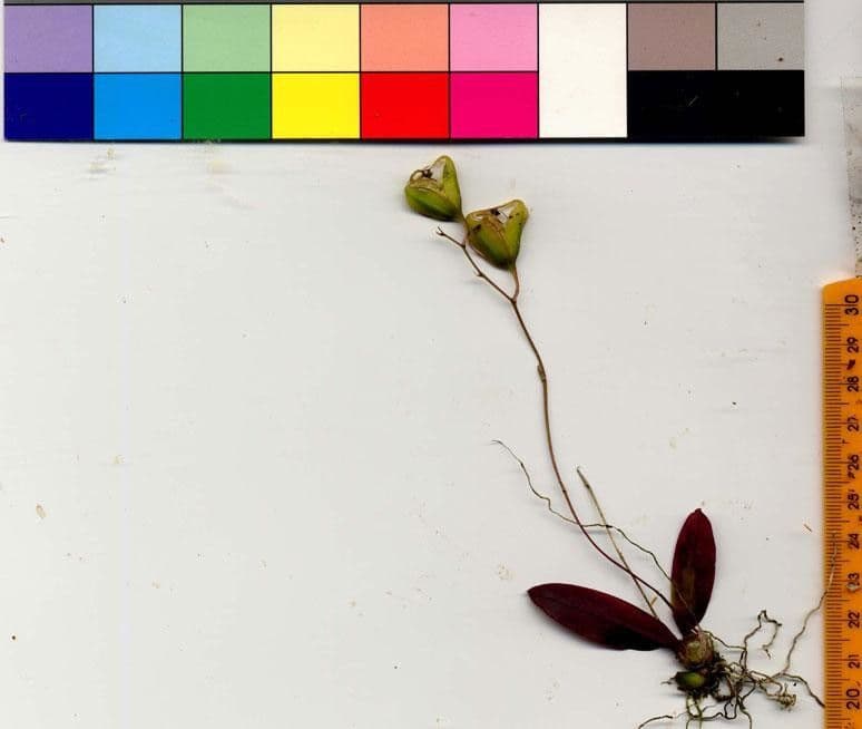 Leochilus 18