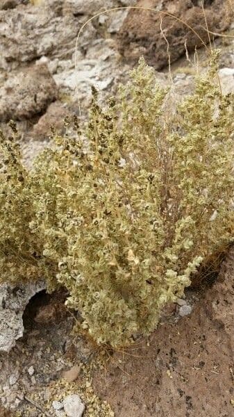 Atriplice imbricata 8
