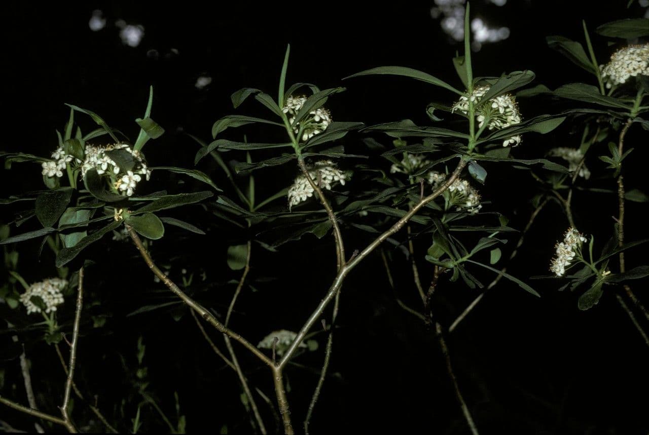 Ovidia 3