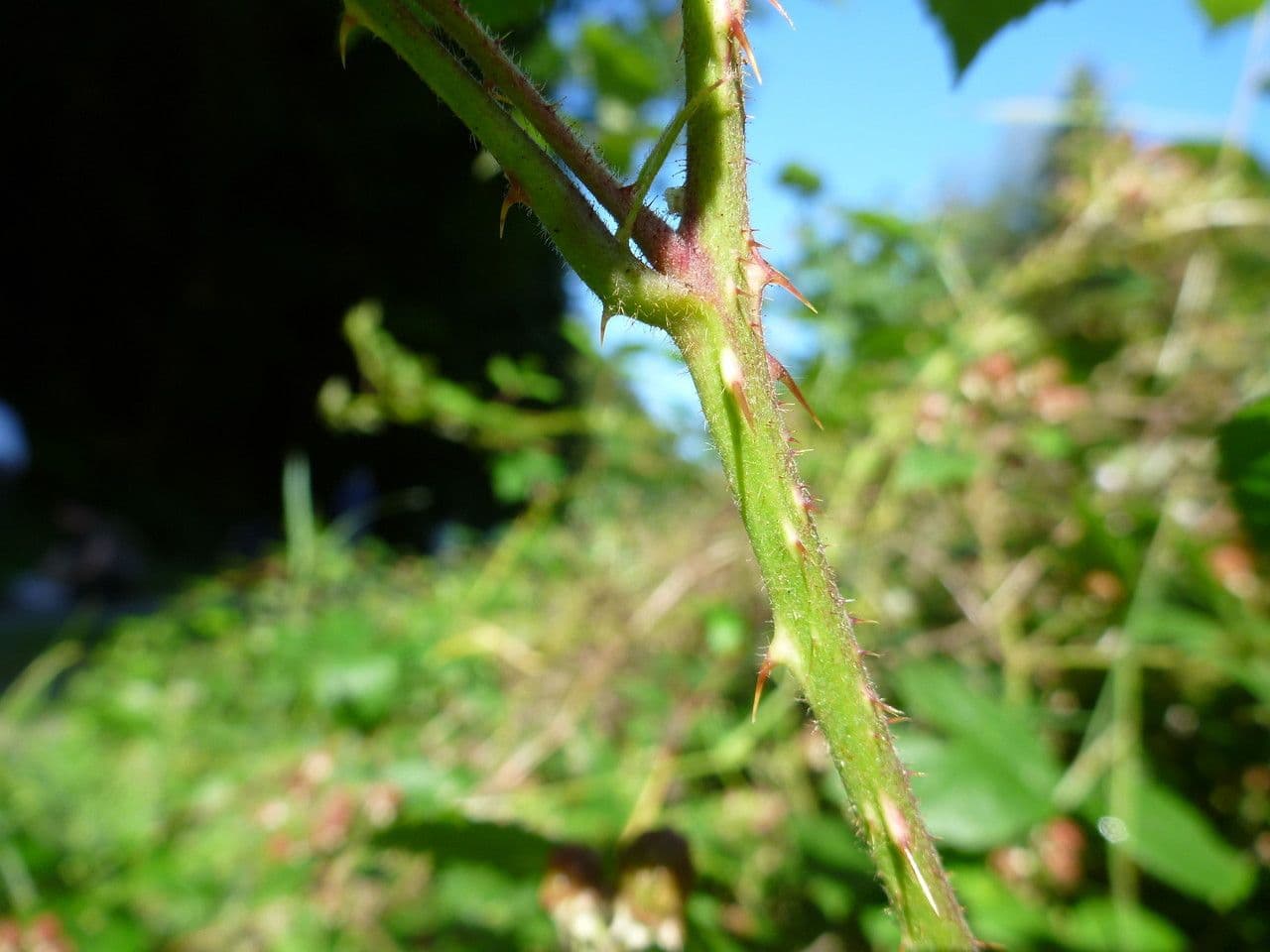 Rovo 9