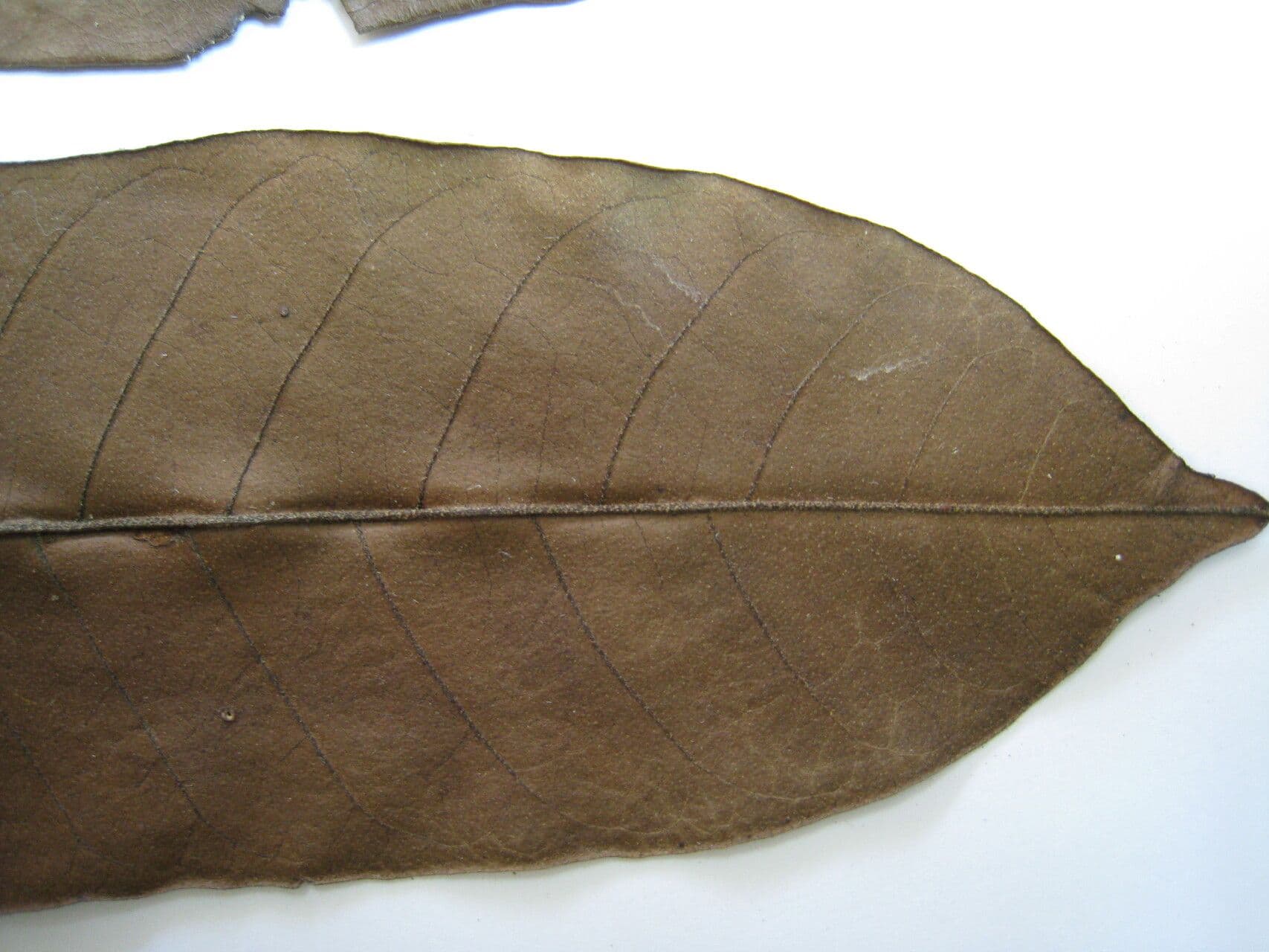 Trichilia lepidota 5