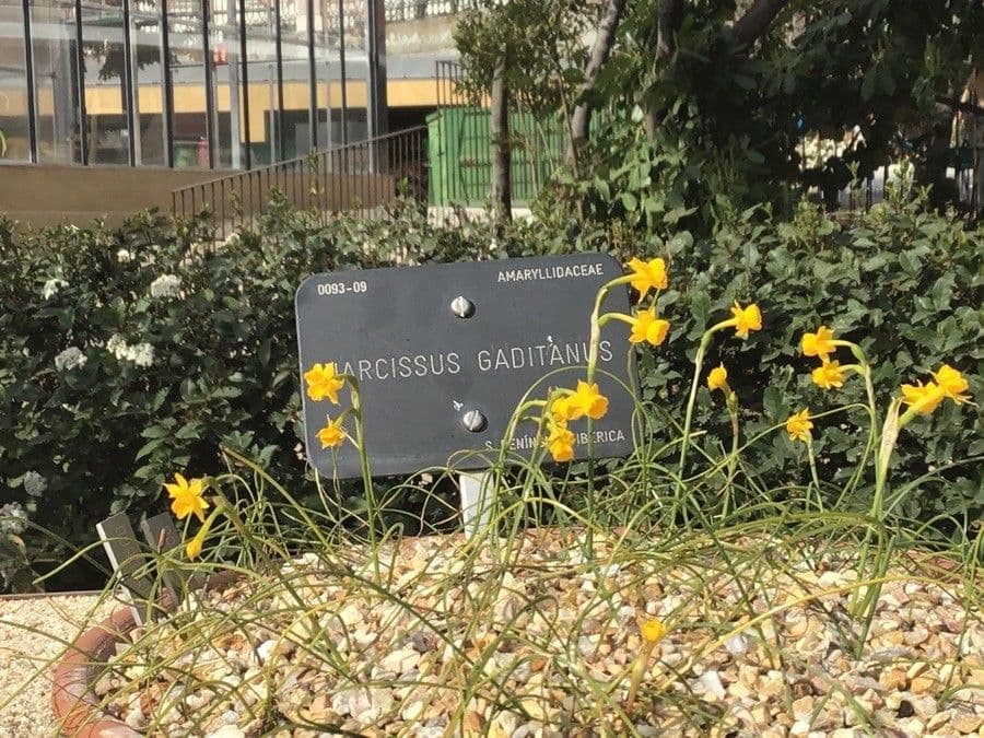 Narciso 2