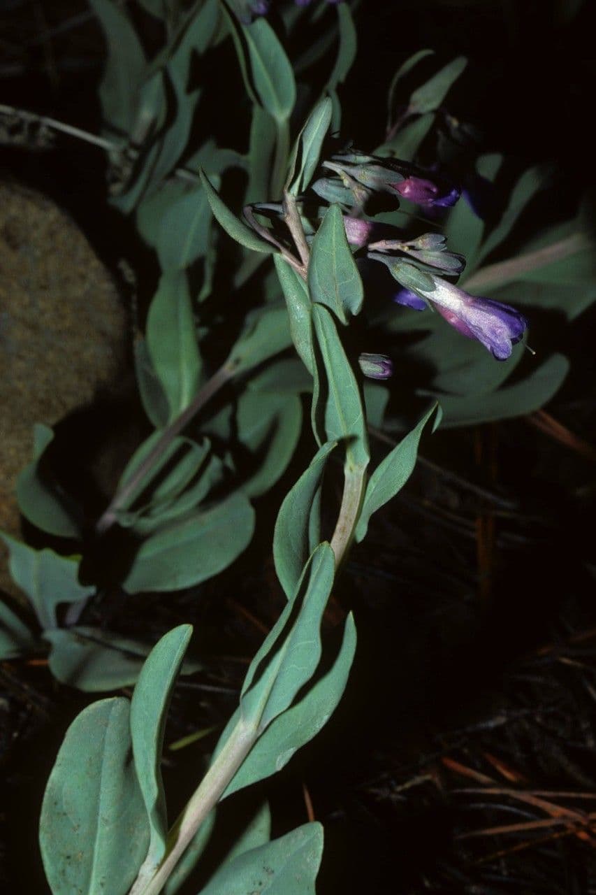 Mertensien 5
