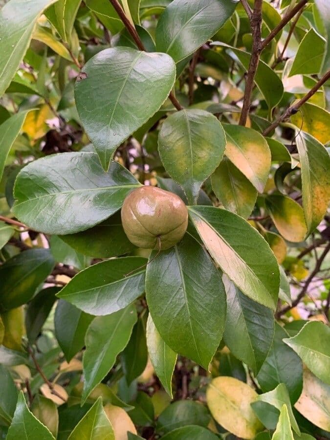 Camelia oleifera 4