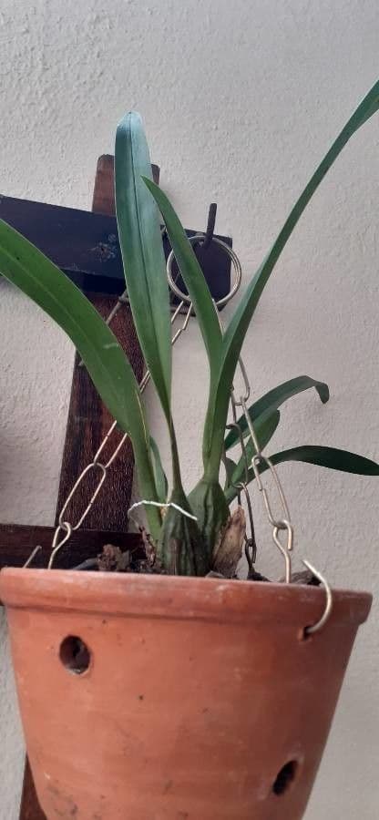 Oncidium 5