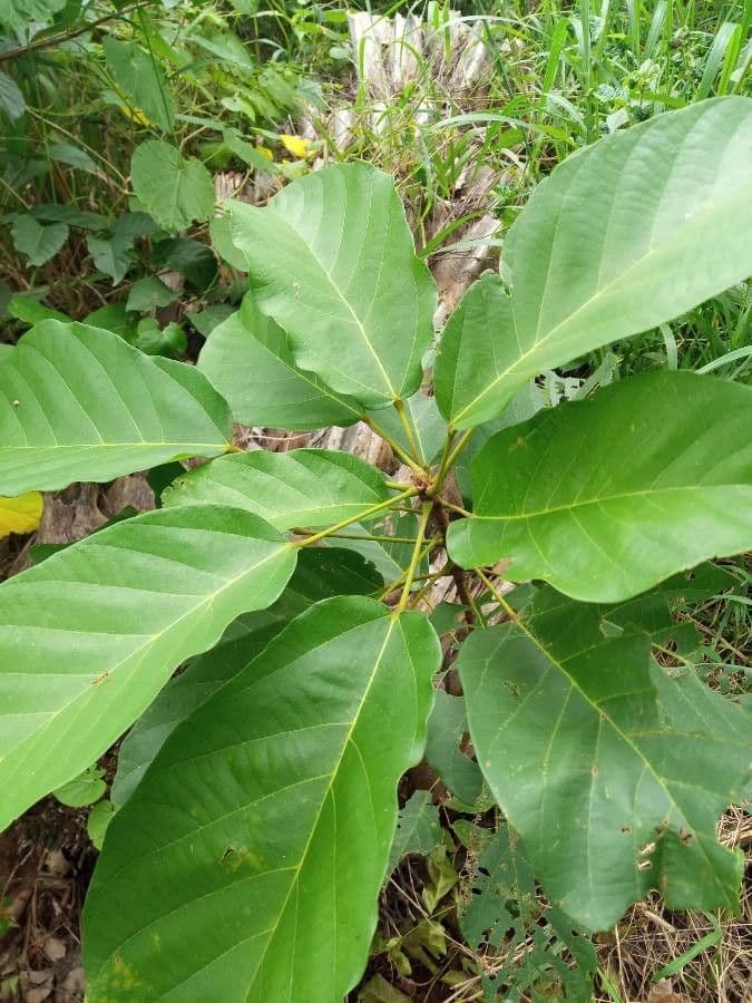 Sterculia