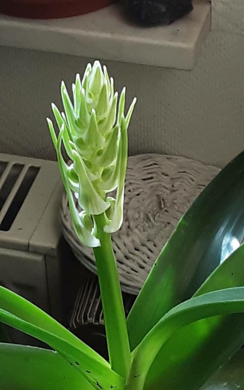 Albuca 2