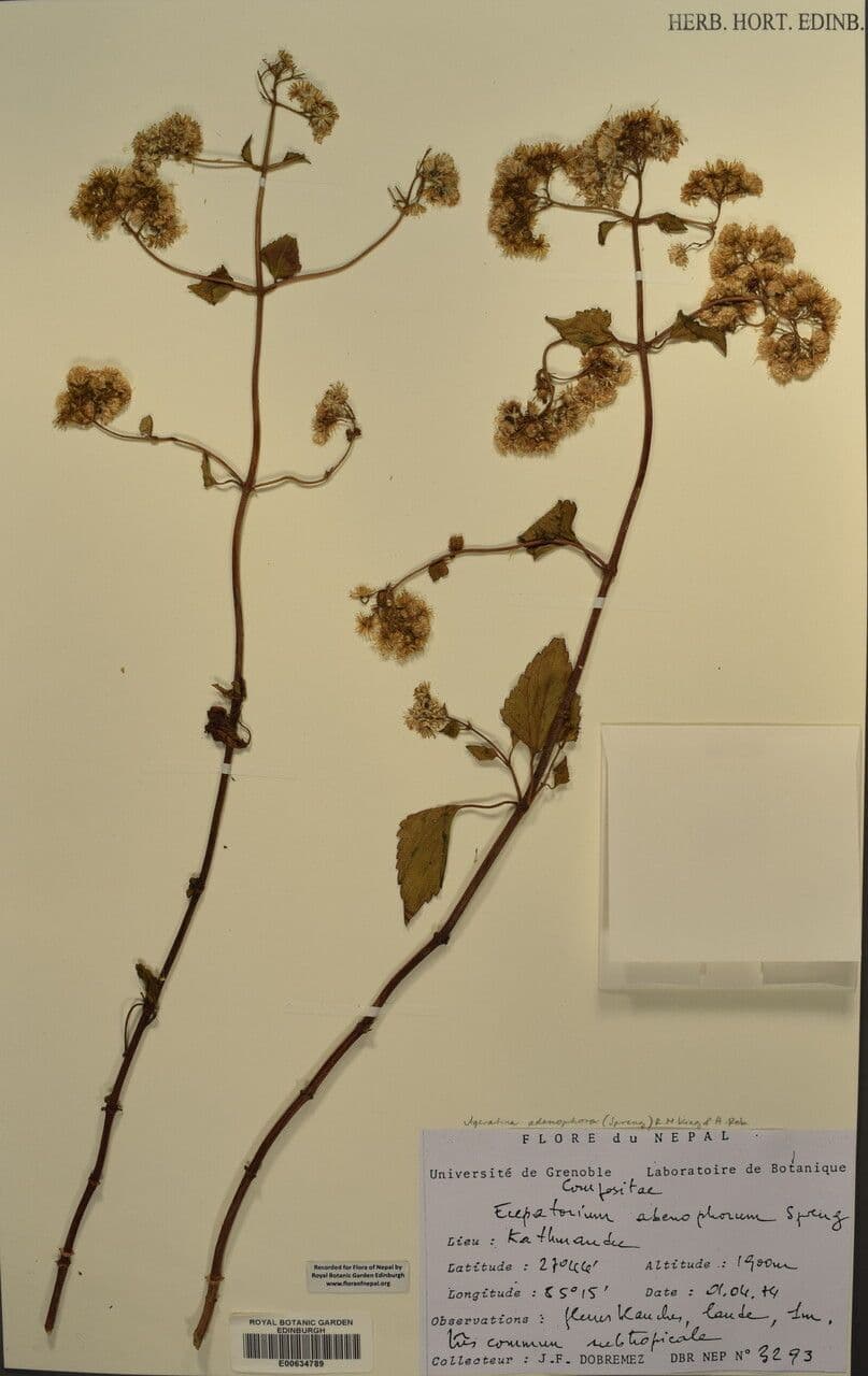 Drüsiges Wasserdost 23