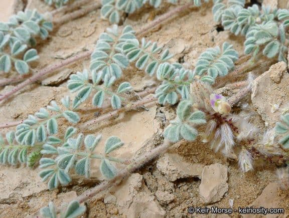 Dalea mollis 10