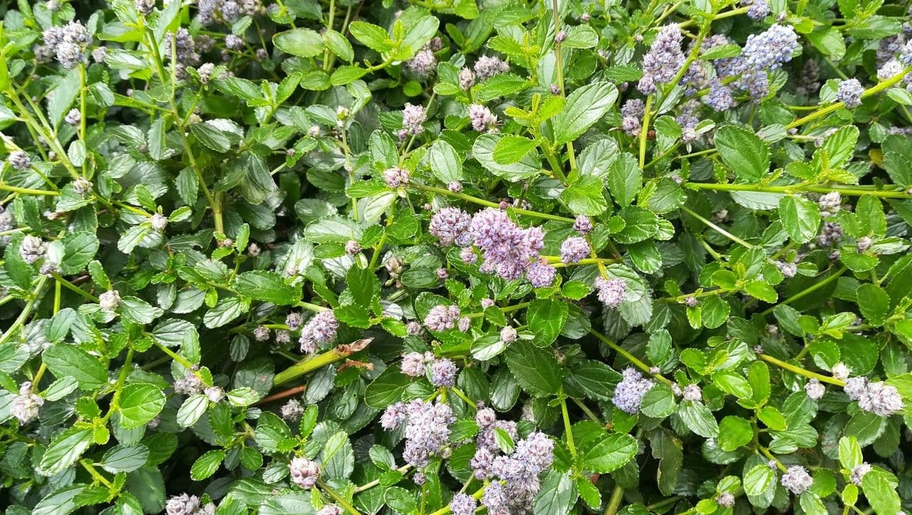 Ceanothus 19