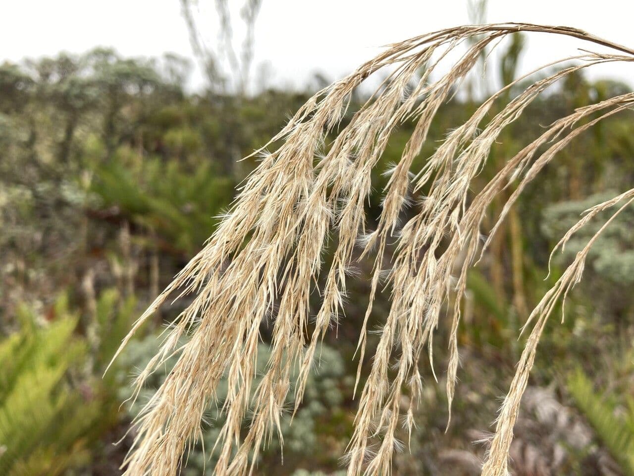 Cortaderia nitida 3