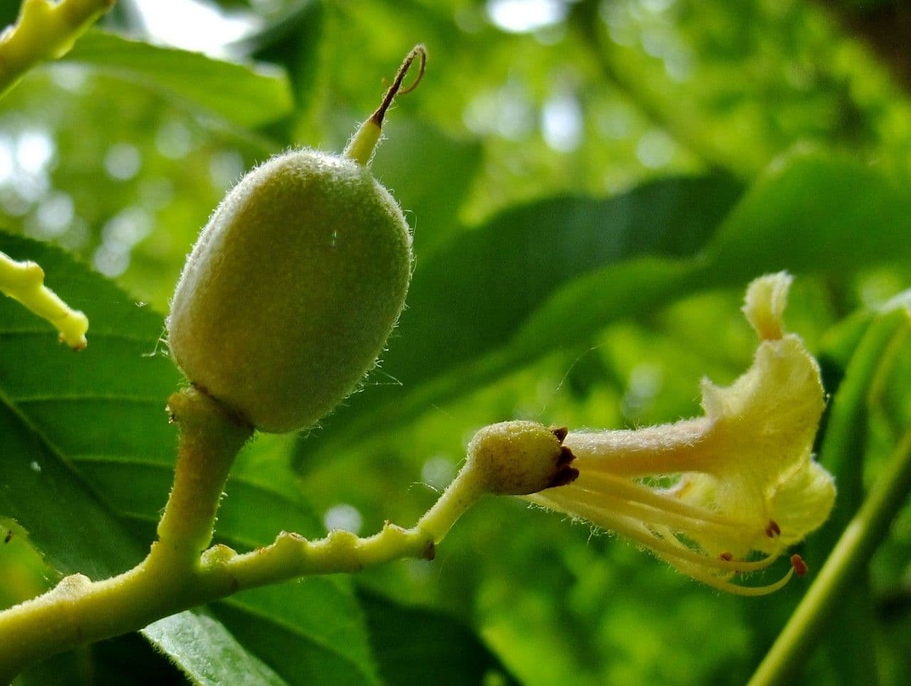 Ippocastano giallo 5