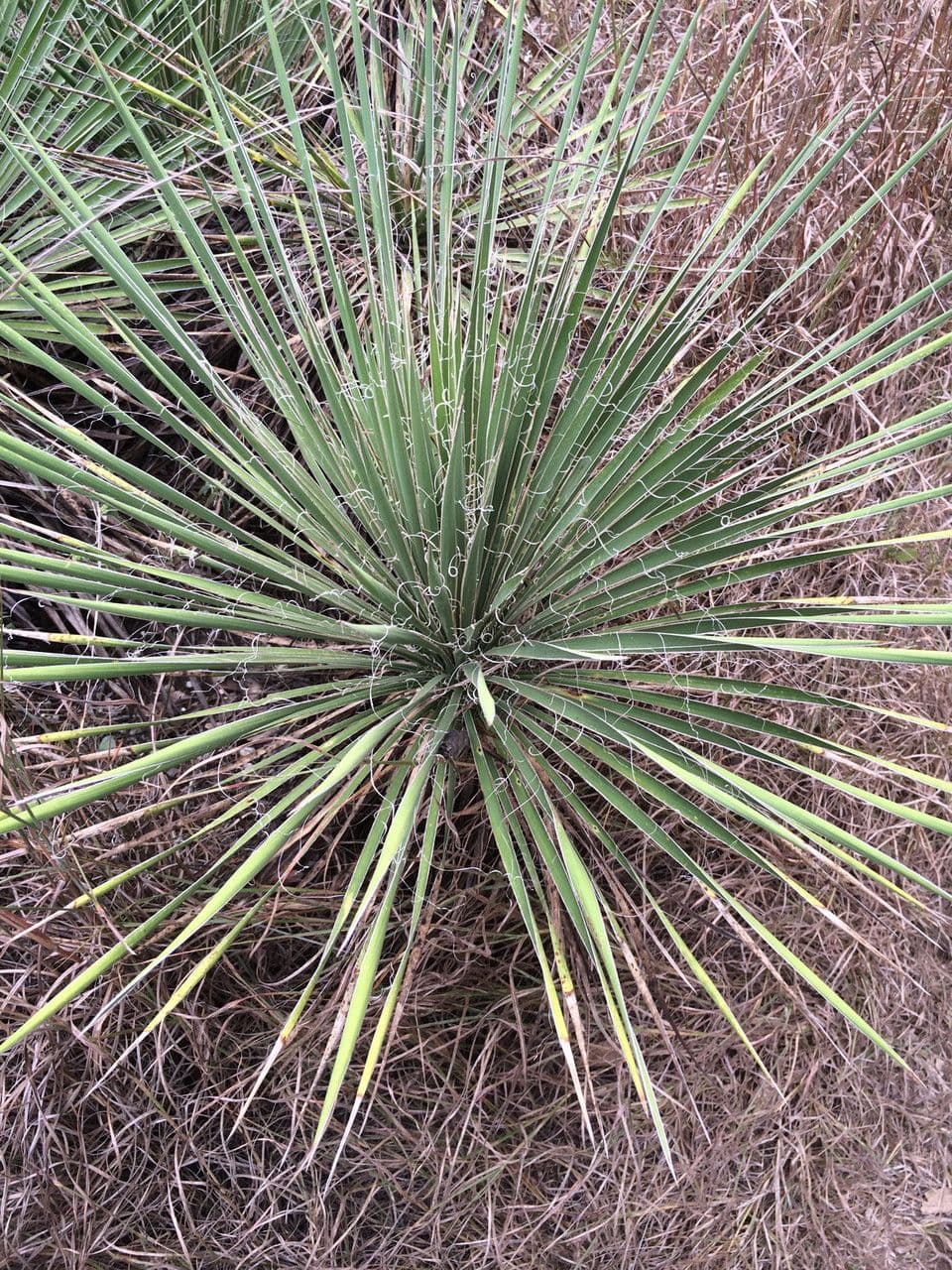 Yuca stretta 10