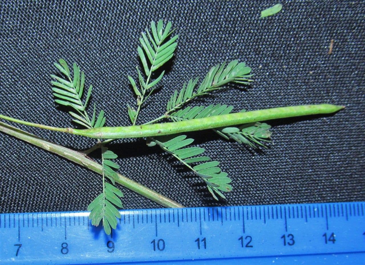 Bogen-Desmanthus 27