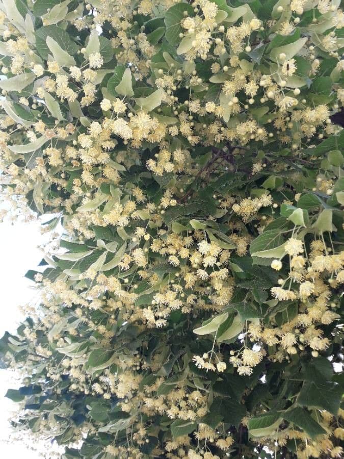 Sommer-Linde 7