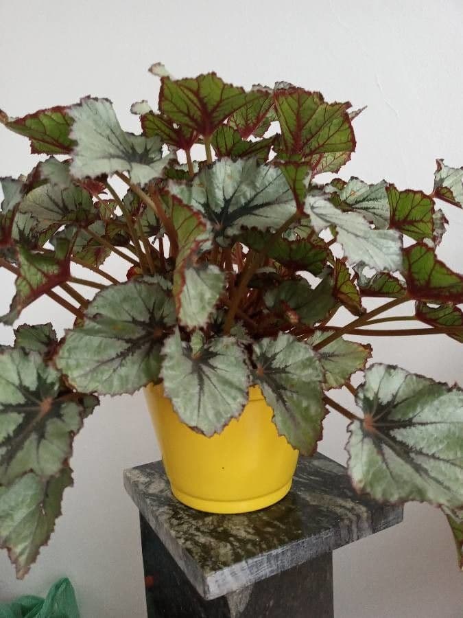 Begonia rex 5