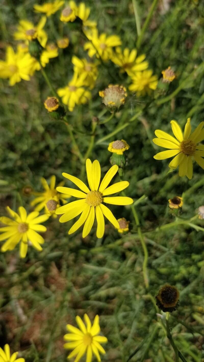 Senecio glauco 6