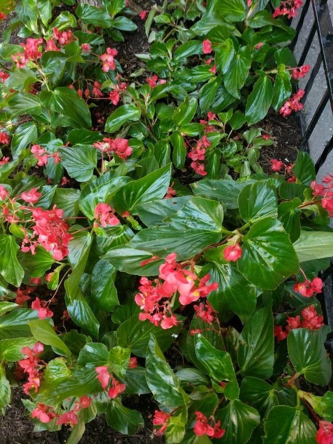 Begonia cucullata 30