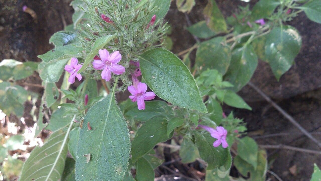 Ruellia 13