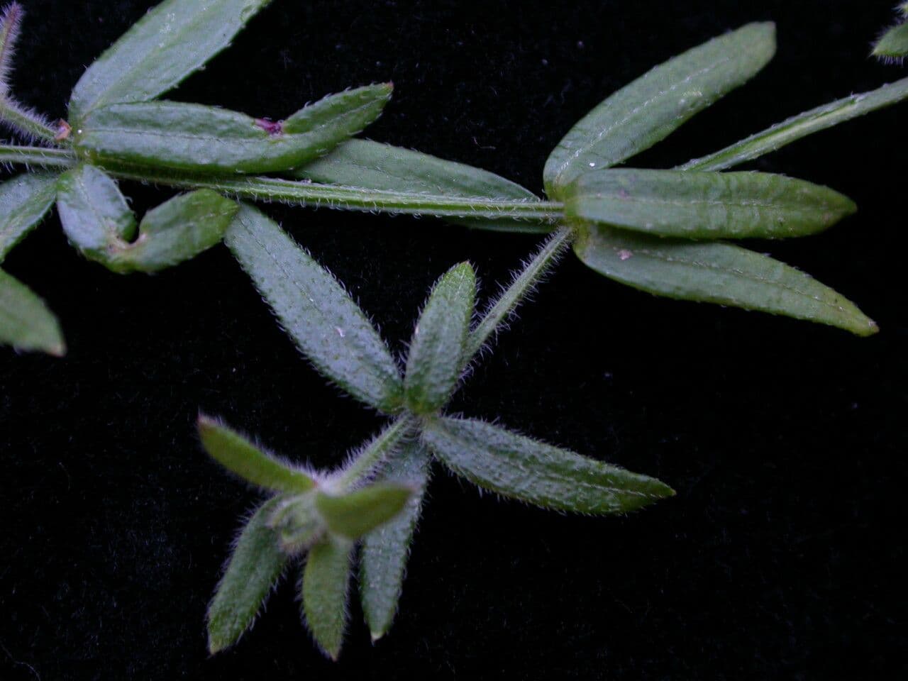 Galanche 11