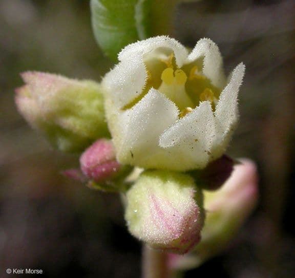 Heuchera cilindrica 4