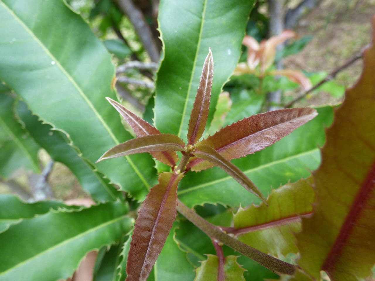 Macadamianuss 21