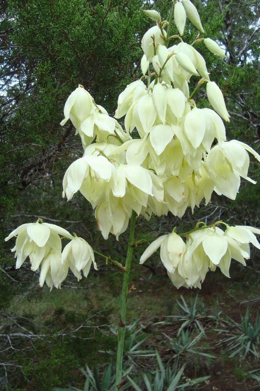 Yuca pallida 5