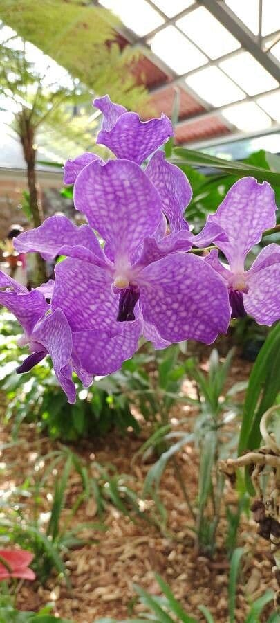 Vanda 4