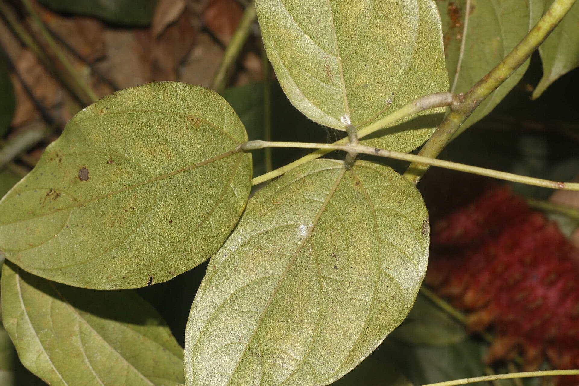 Mucuna 11
