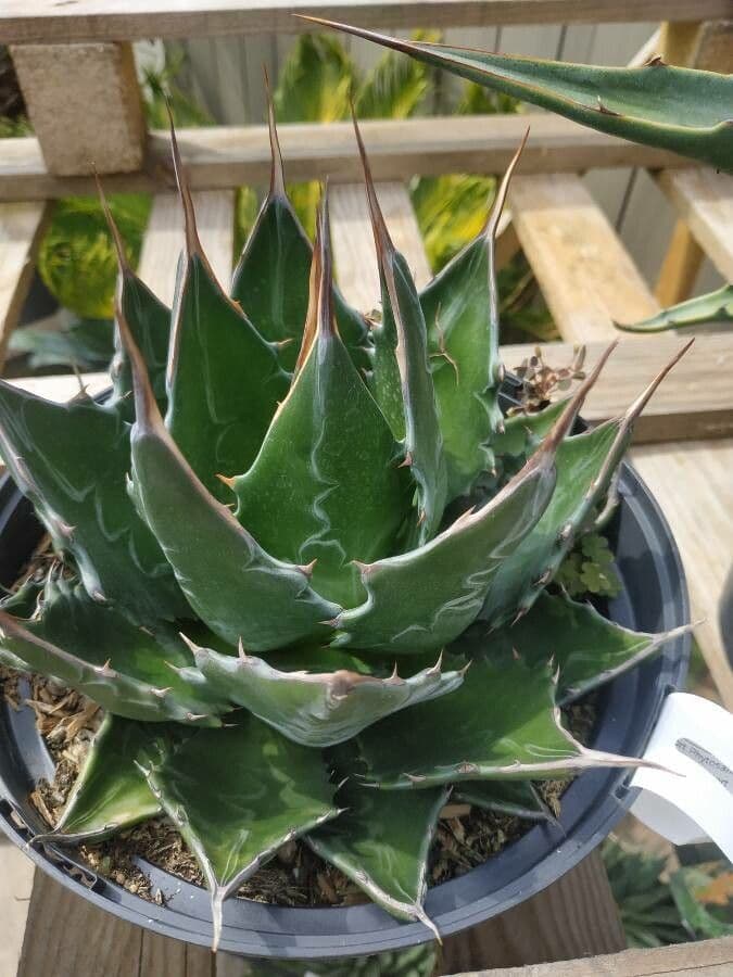 Mountain agave