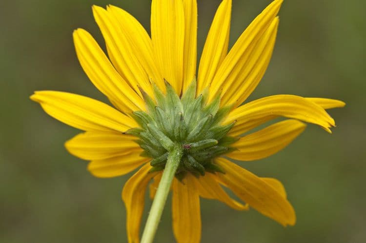 Girasol de hoja variable 4