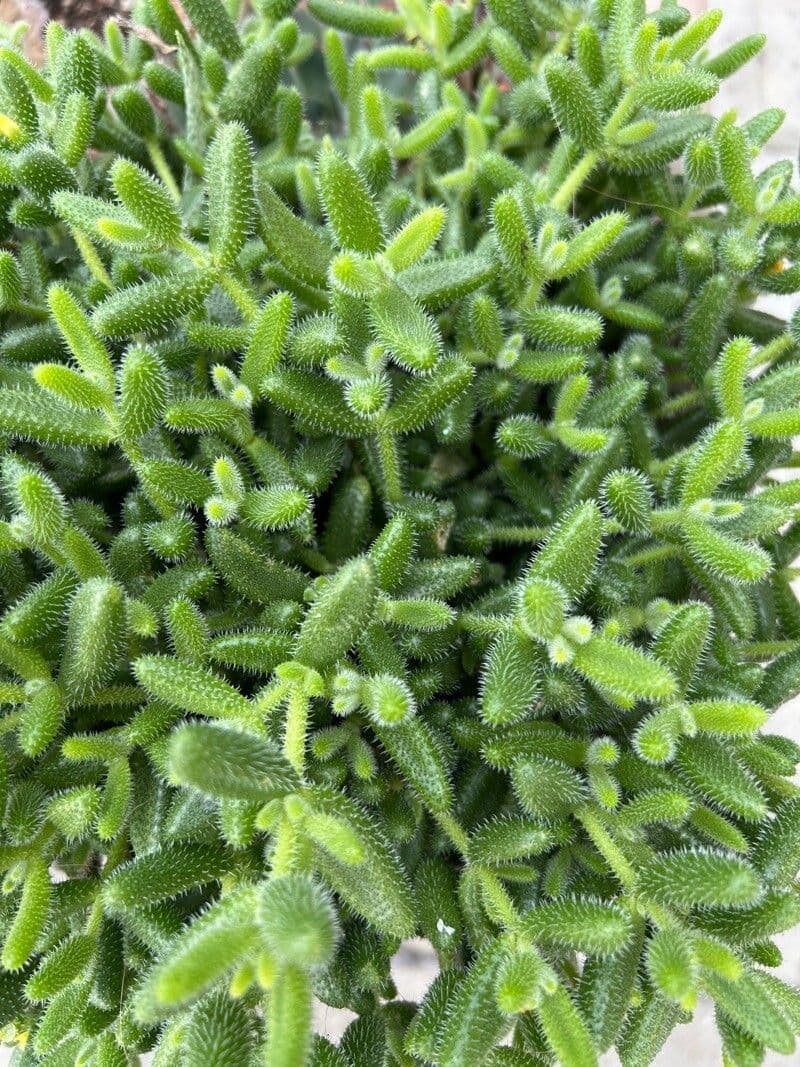 Sedum 17