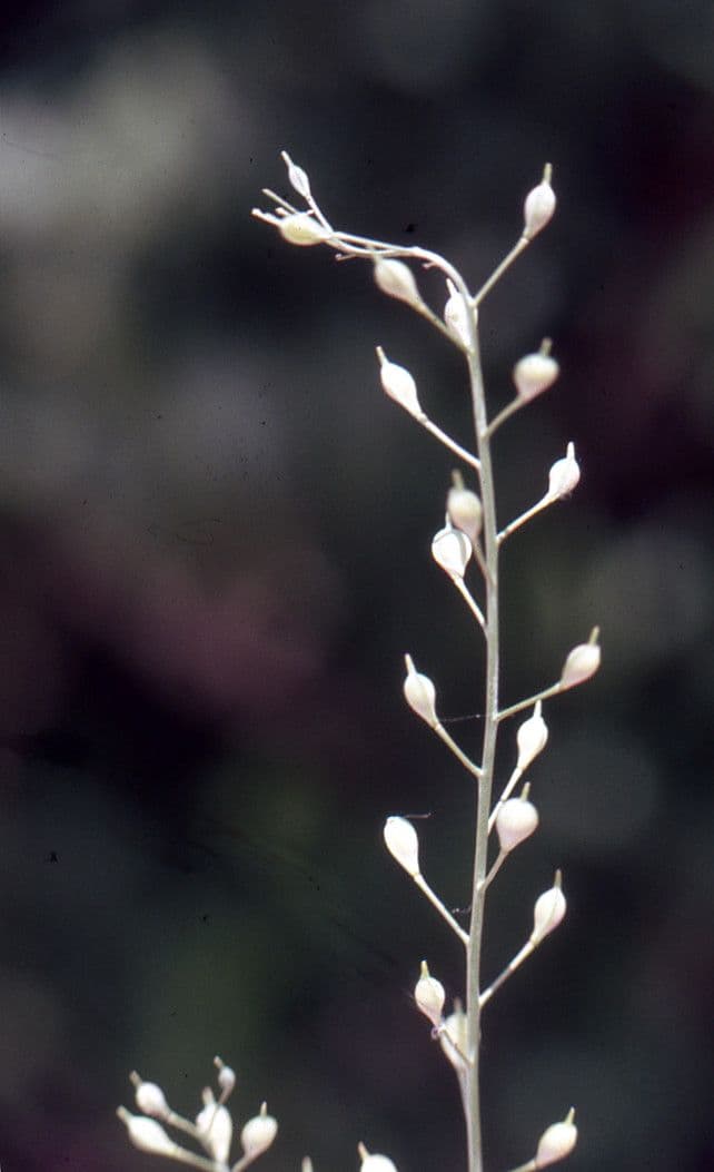 Camelina