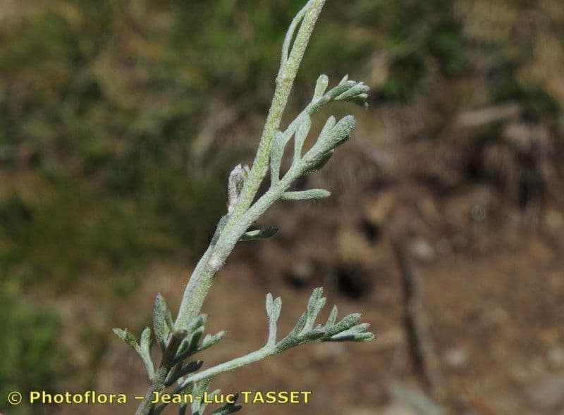 Alpen-Margerite 22