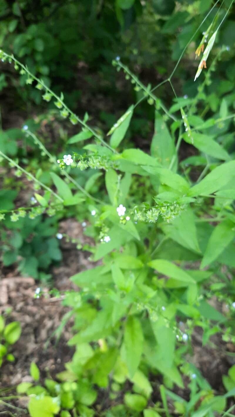 Hackelia virginiana 6