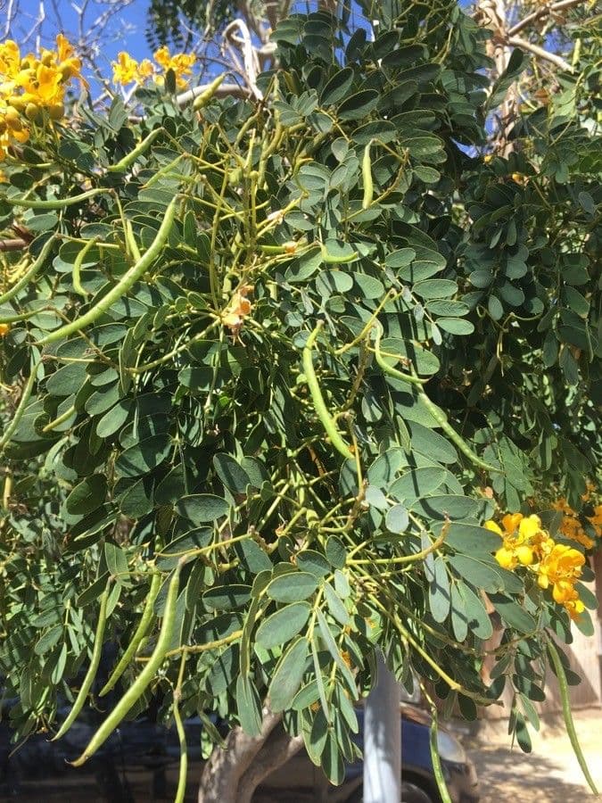 Kurzfrüchtige Cassia 17