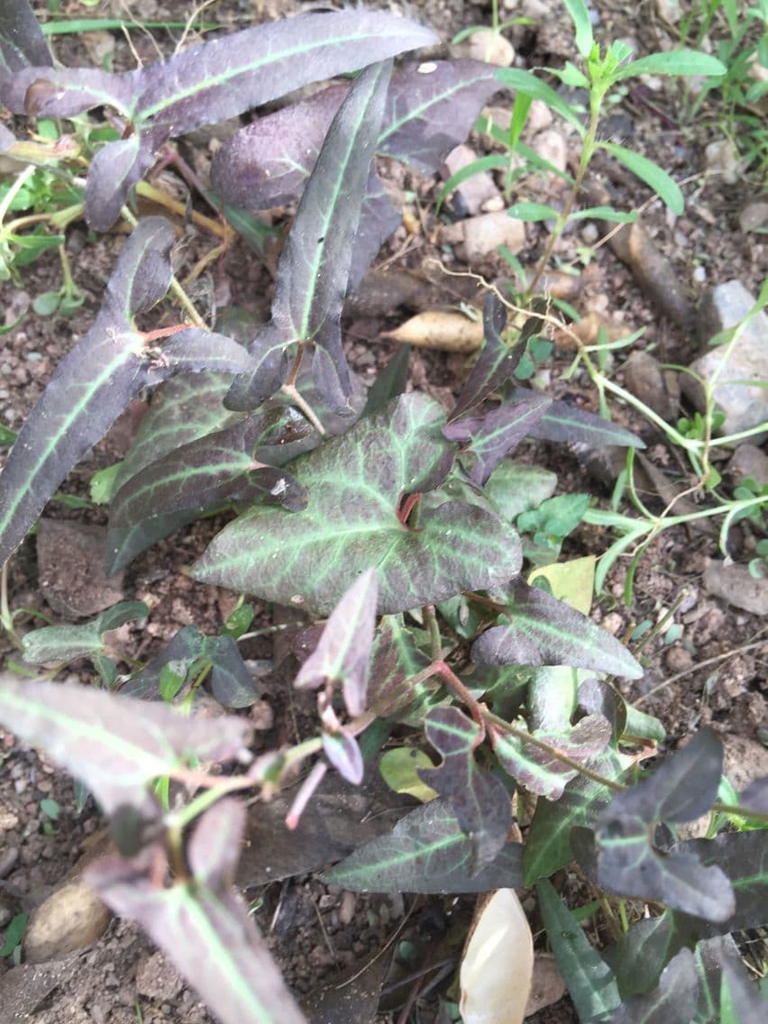 Aristolochia 9