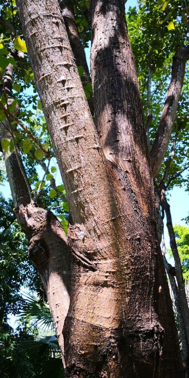 Korallenbaum 3