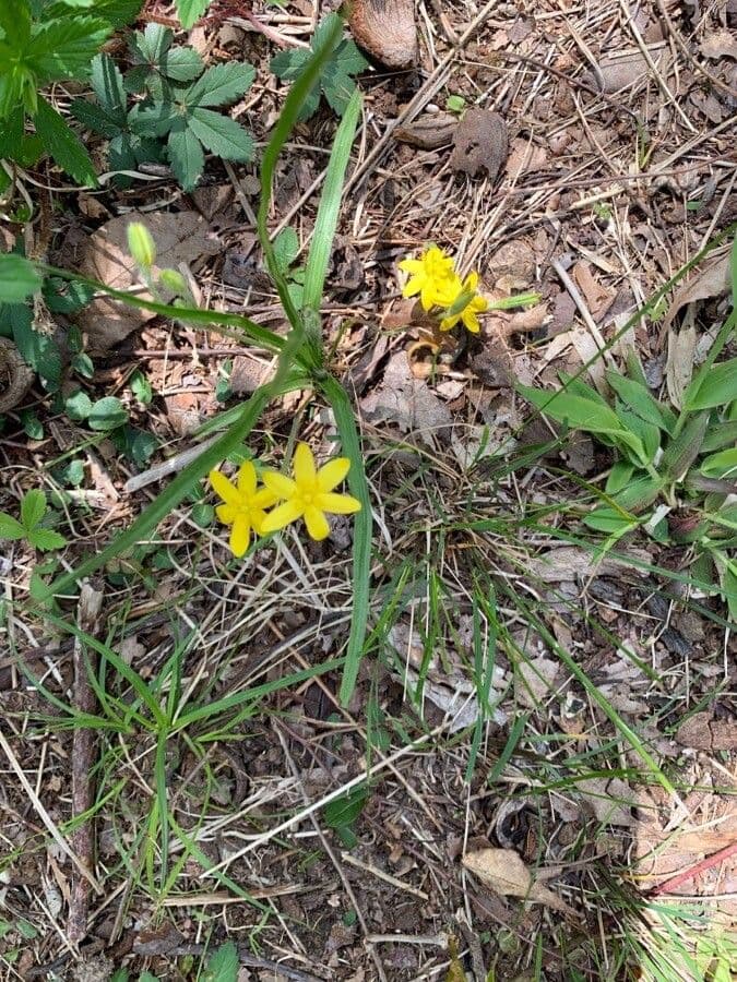 Ipoxide pelosa 4