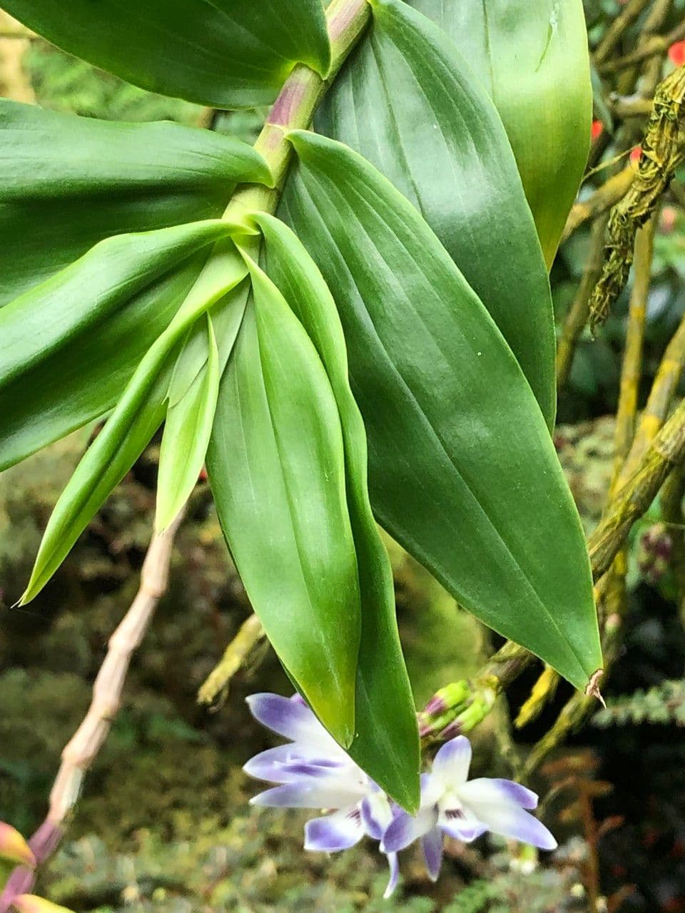 Dendrobium victoriae-reginae 17