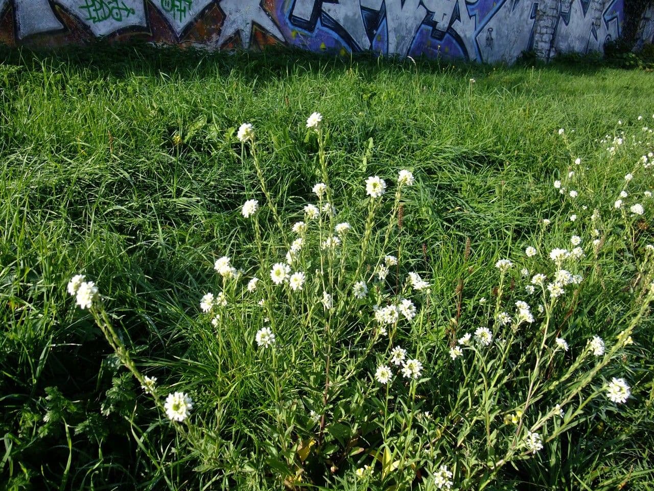Alisso bianco 13