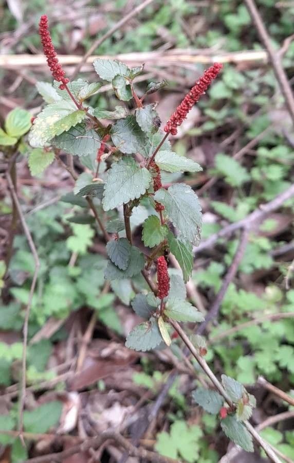 Acalypha 2