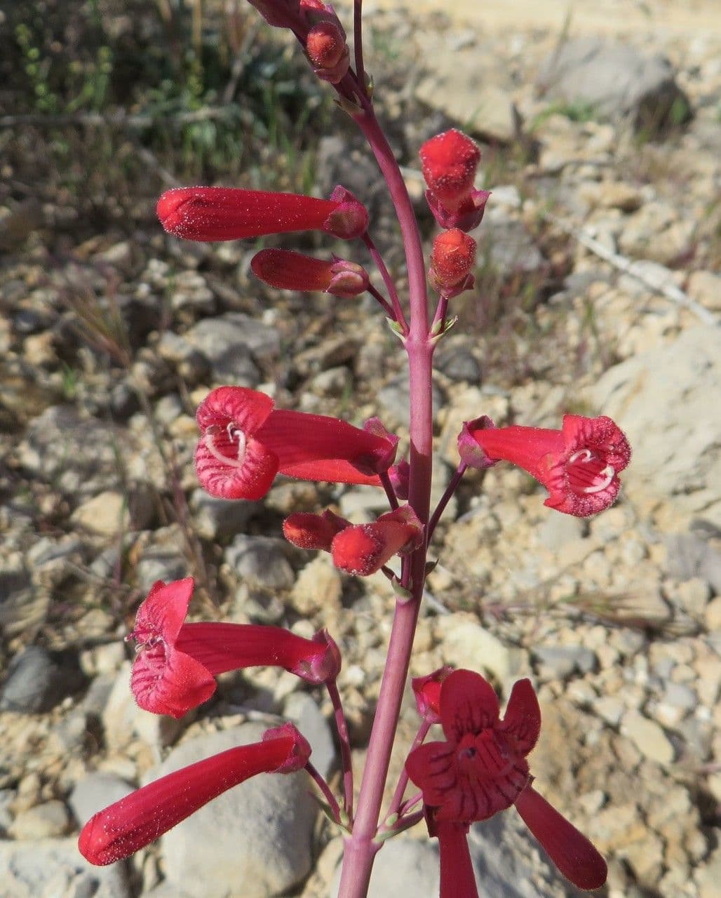 Penstemon utański 11