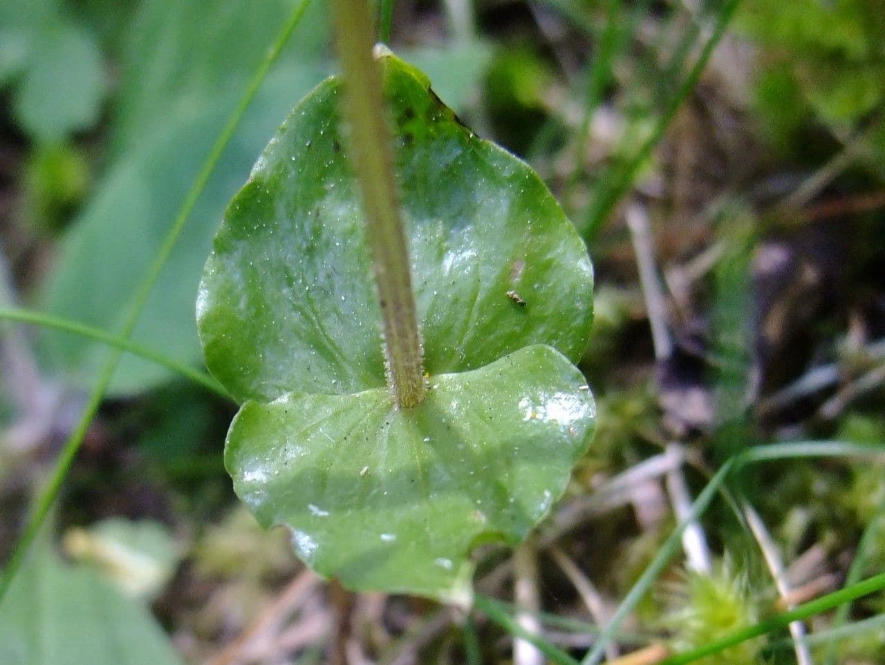 Lesser twayblade 19